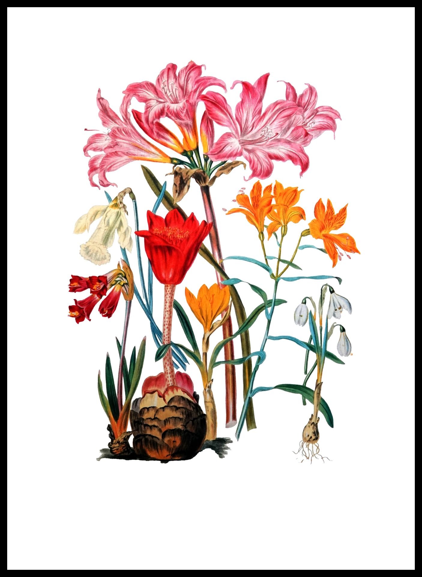 ALP F13074 The Amaryllis Tribe (Antique Prints)